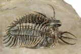 Short-Fork Walliserops Hammi Trilobite - Top Quality Example #344468-2